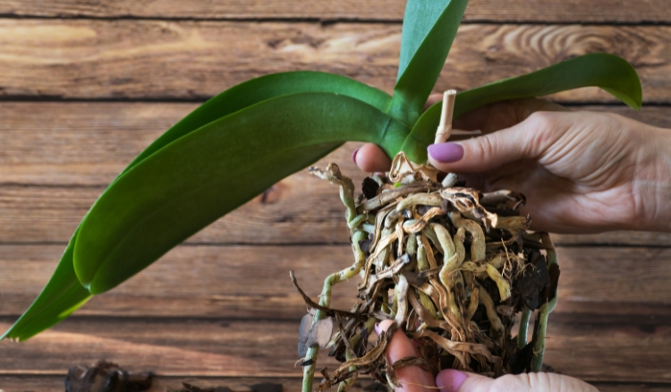 Como saber se a raiz da orquídea está morta